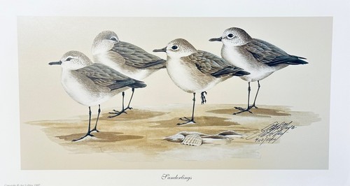 Sanderlings limited - "sanderlings",