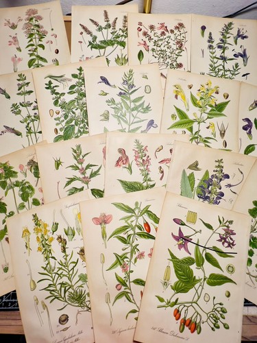 Set antique botanical - antique,